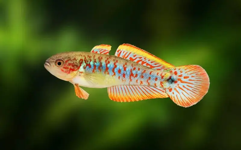 40 Coolest Freshwater Aquarium Fish 2024: For All Fish Keepers