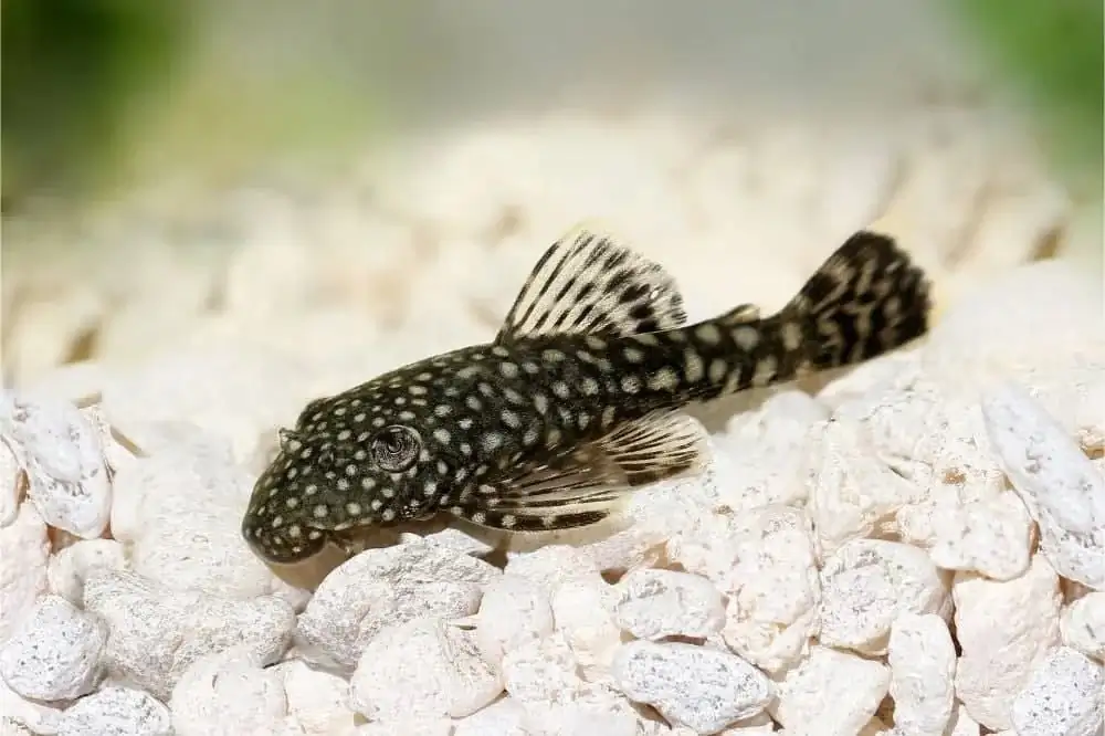 40 Coolest Freshwater Aquarium Fish 2024: For All Fish Keepers