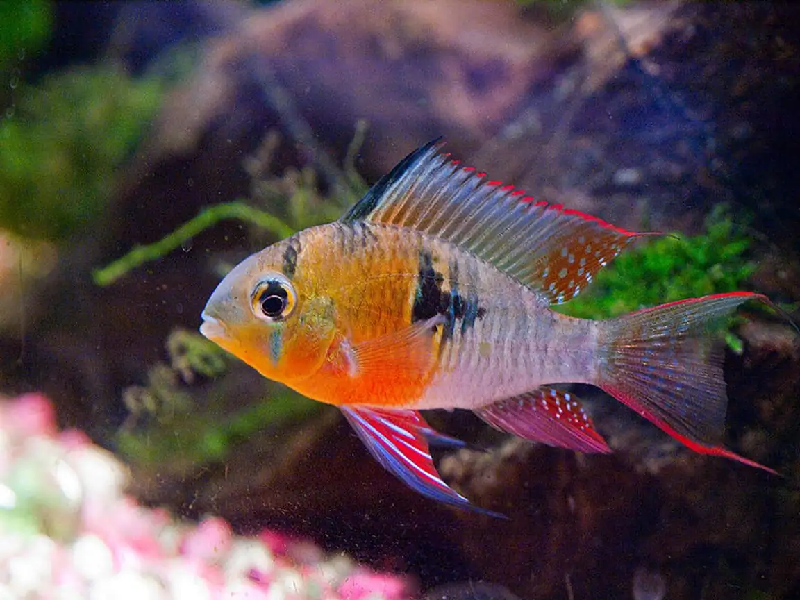40 Coolest Freshwater Aquarium Fish 2024: For All Fish Keepers
