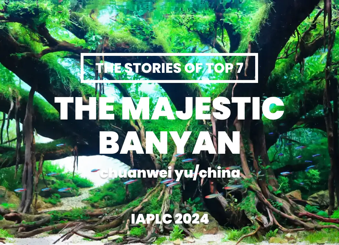[TheStoriesOfTop7] The Majestic Banyan - ChuanWei Yu/China - IAPLC 2024