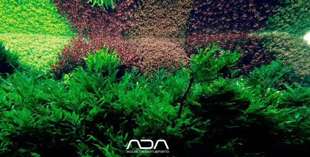 Who the hell is ADA?