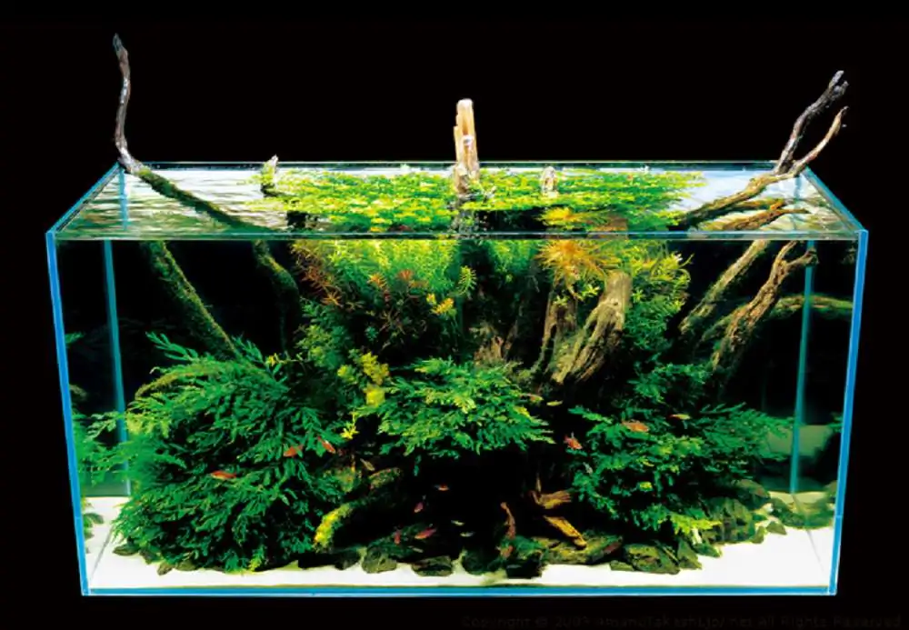 Amano san's history and aquarium tanks