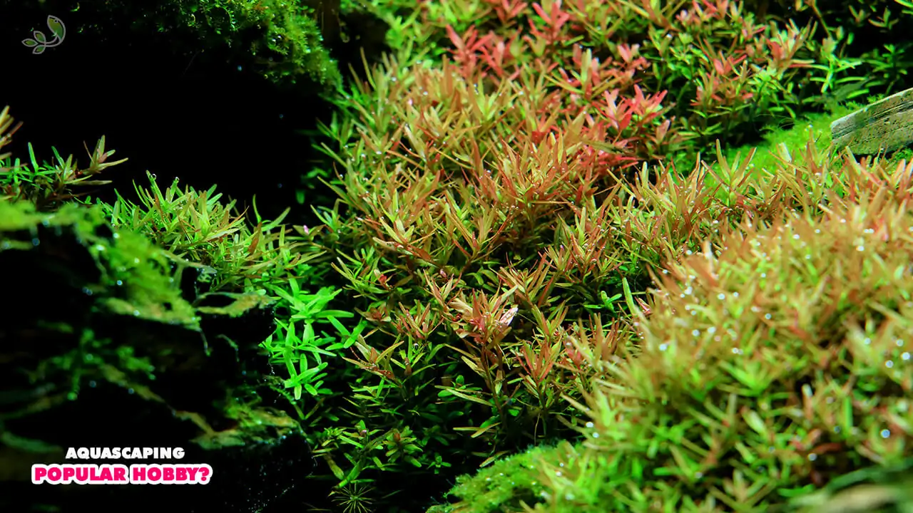  Why is aquascaping such a popular hobby