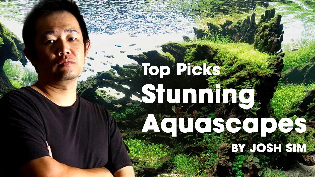 Josh Sim's Top Picks for Stunning Aquascapes in Aquarium Contest Session 2023 - 2024