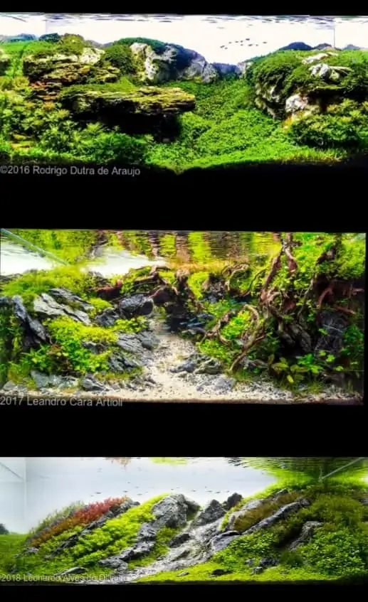 Introduction about Brazil Aquascaping 