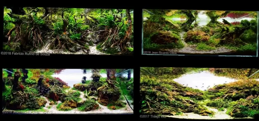 Introduction about Brazil Aquascaping 