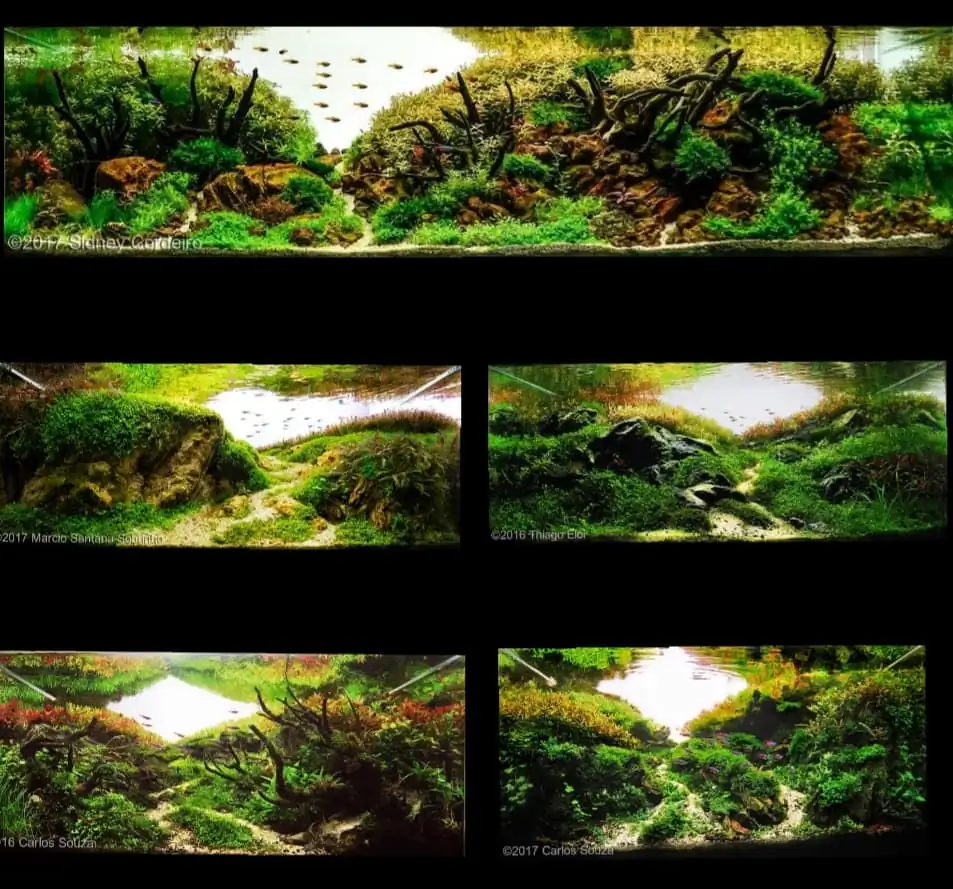 Introduction about Brazil Aquascaping 