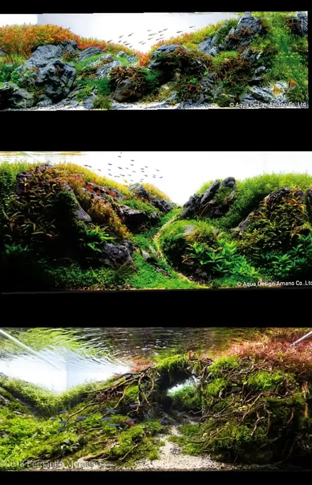 Introduction about Brazil Aquascaping 