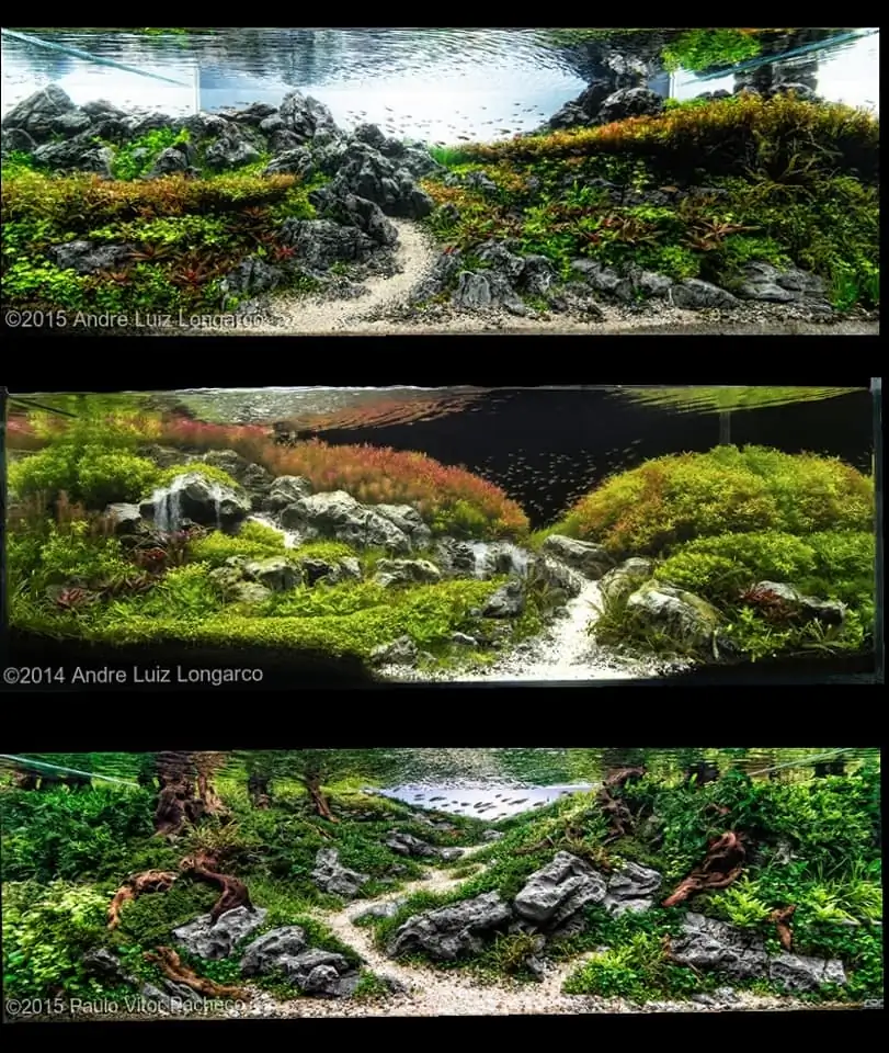 Introduction about Brazil Aquascaping 