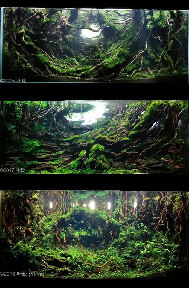 Introduction about China Aquascaping 