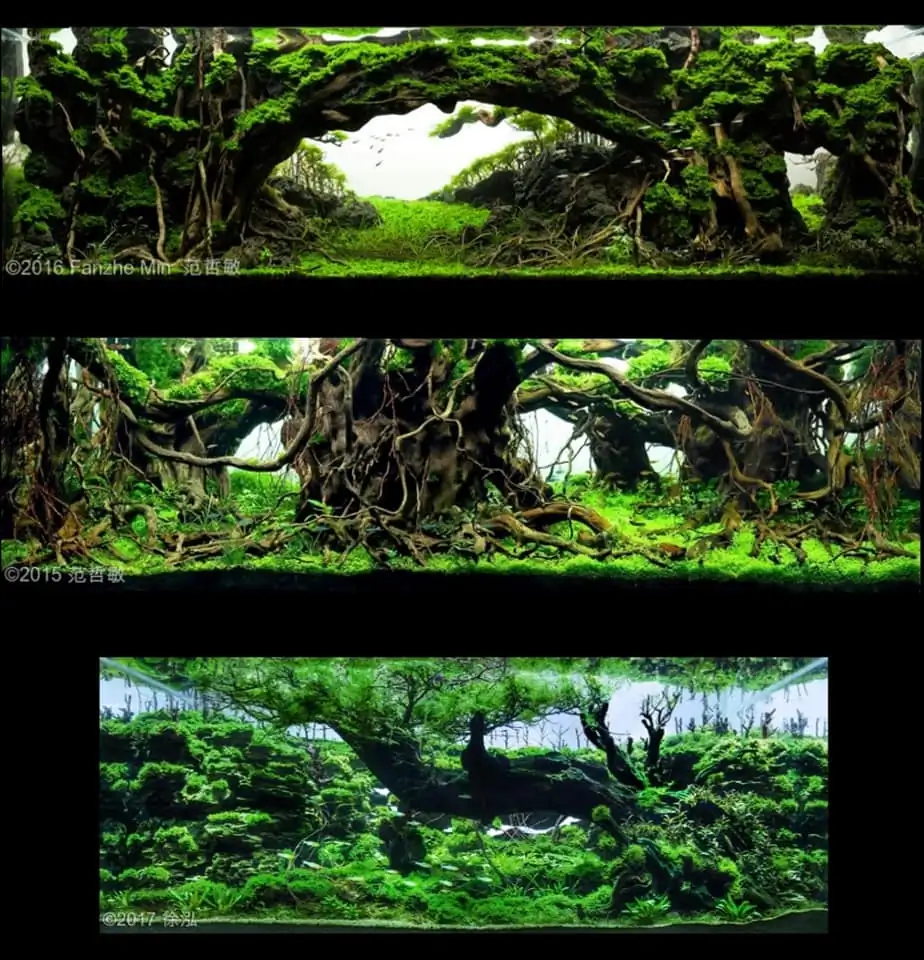 Introduction about China Aquascaping 