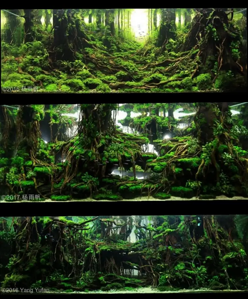 Introduction about China Aquascaping 