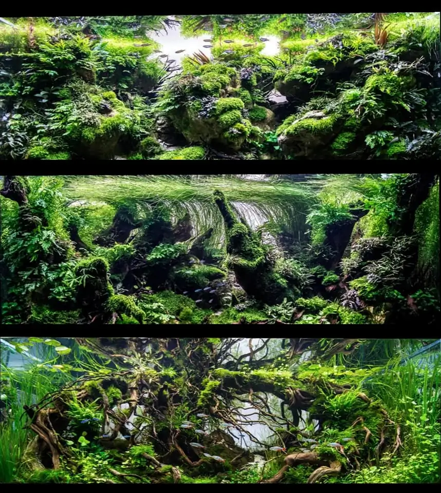 Introduction about France Aquascaping