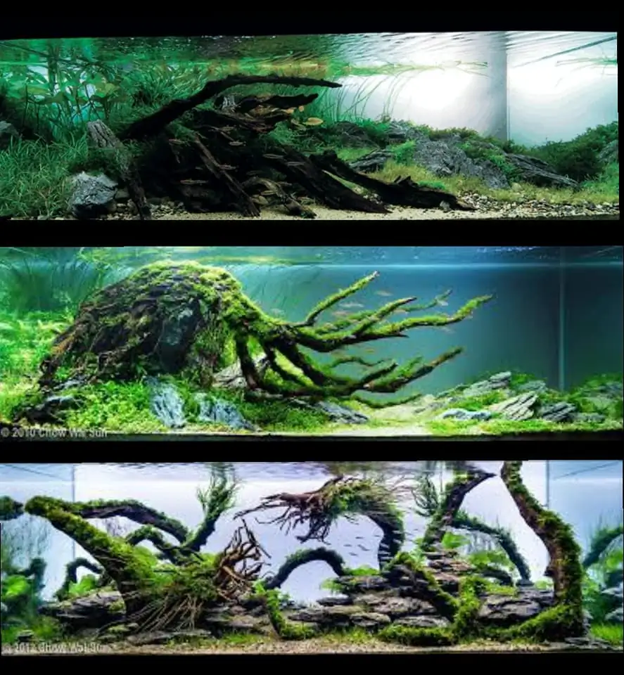 Introduction about Hong Kong Aquascaping 