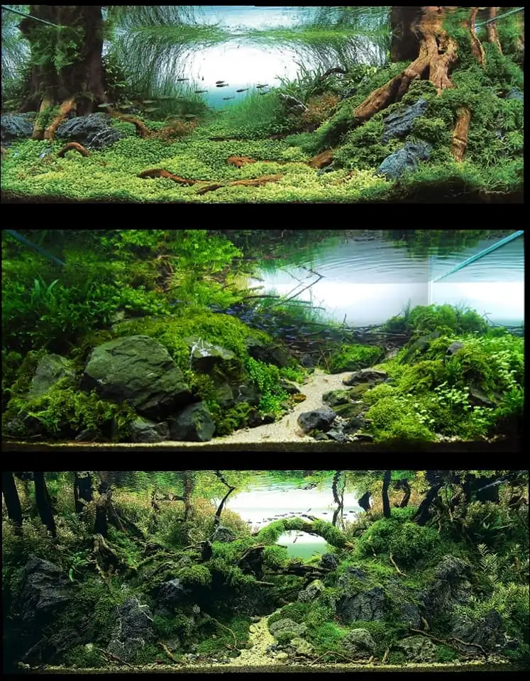 Introduction about Hong Kong Aquascaping 