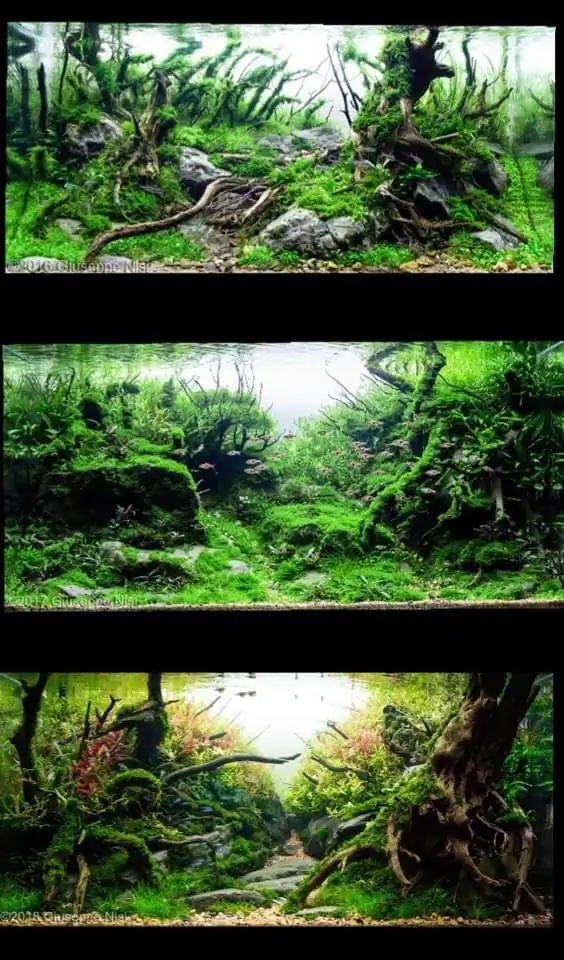 Introduction about Italy Aquascaping 