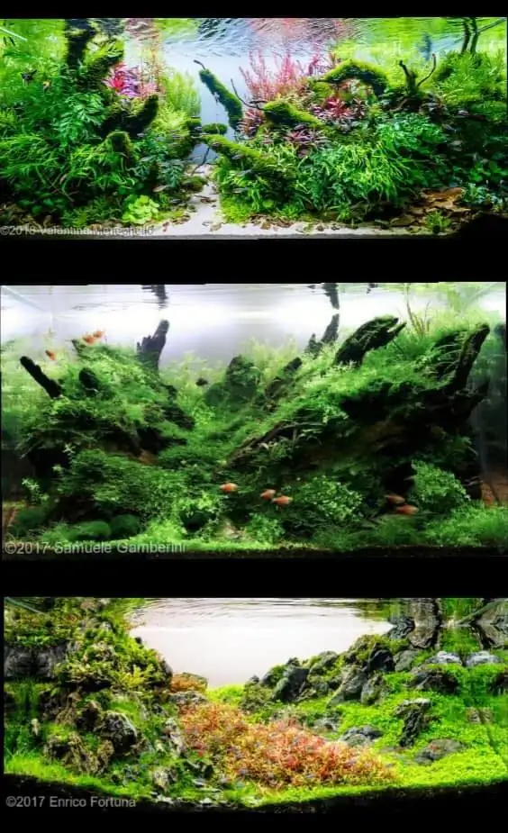 Introduction about Italy Aquascaping 