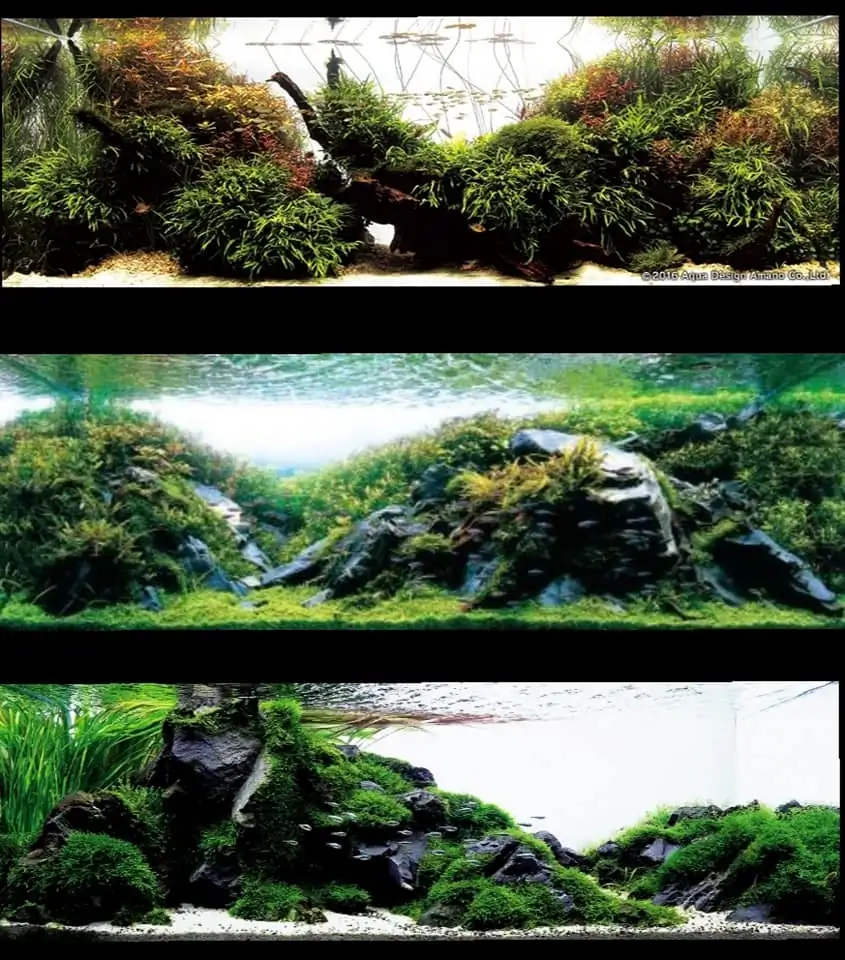 Introduction about Japan Aquascaping 
