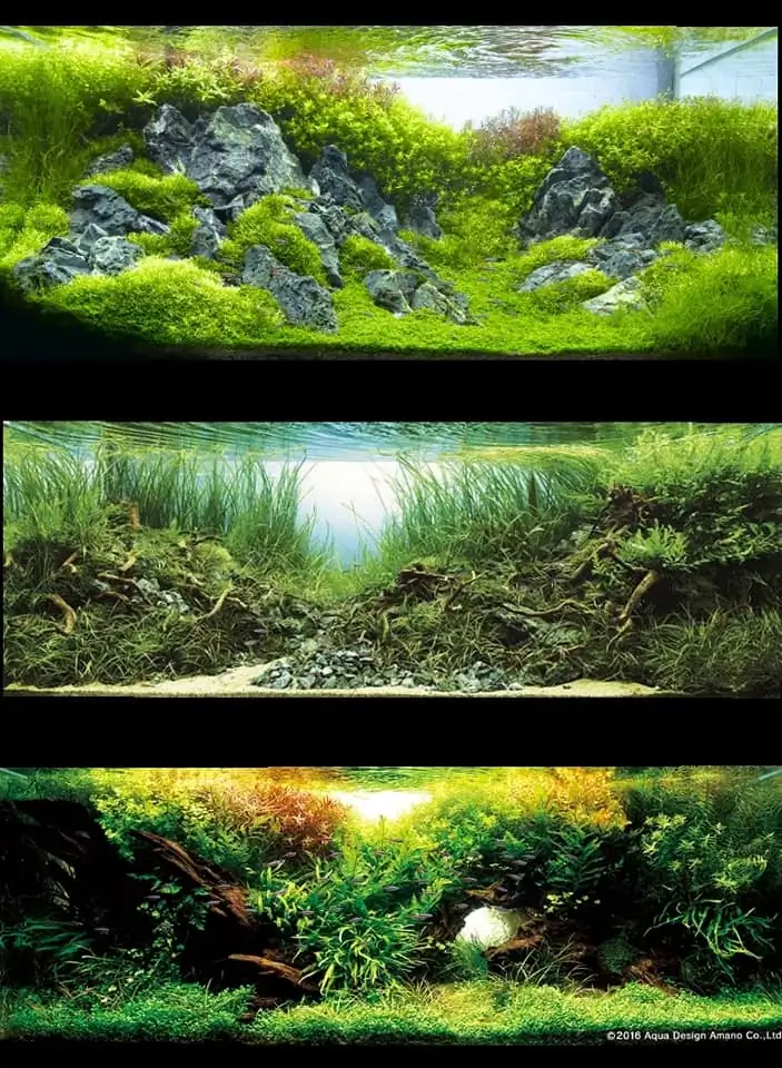 Introduction about Japan Aquascaping 