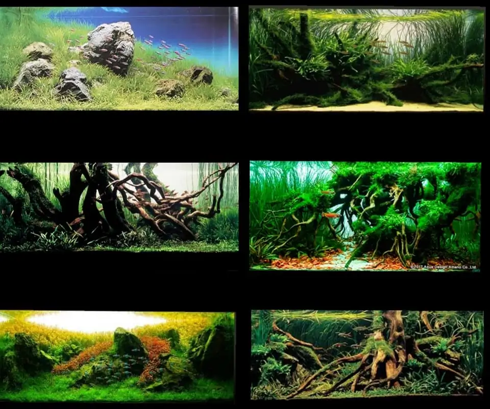 Introduction about Japan Aquascaping 