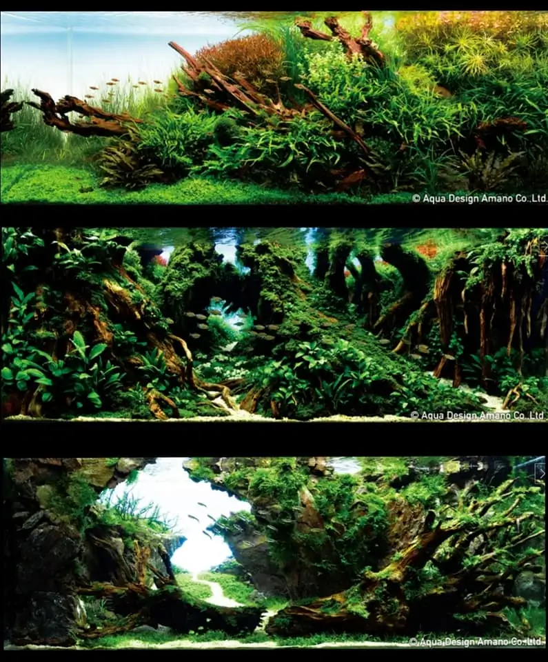 Introduction about Japan Aquascaping 
