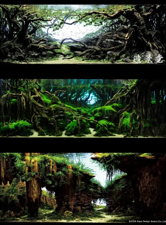 Introduction about Japan Aquascaping 