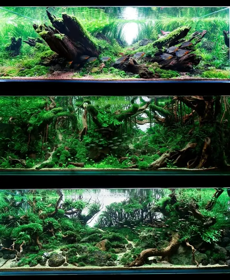 Introduction about Malaysia Aquascaping Introduction about Malaysia Aquascaping