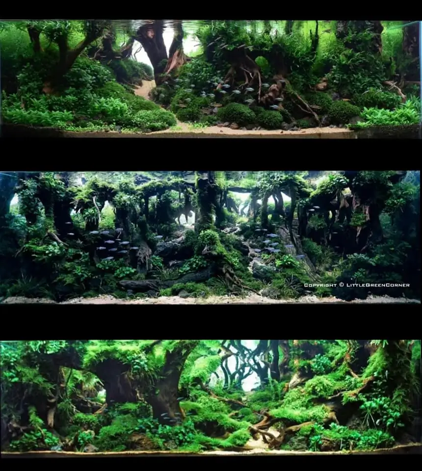 Introduction about Malaysia Aquascaping Introduction about Malaysia Aquascaping