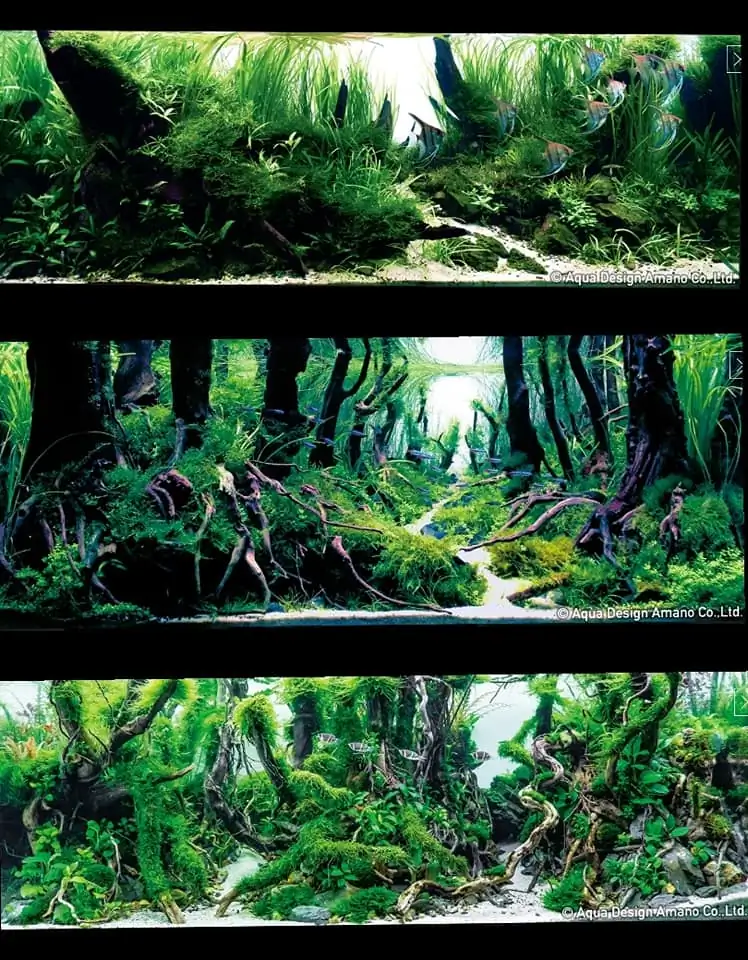 Introduction about Malaysia Aquascaping Introduction about Malaysia Aquascaping