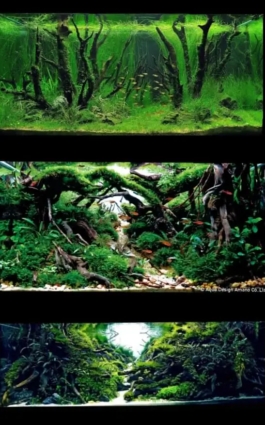 Introduction about Malaysia Aquascaping Introduction about Malaysia Aquascaping