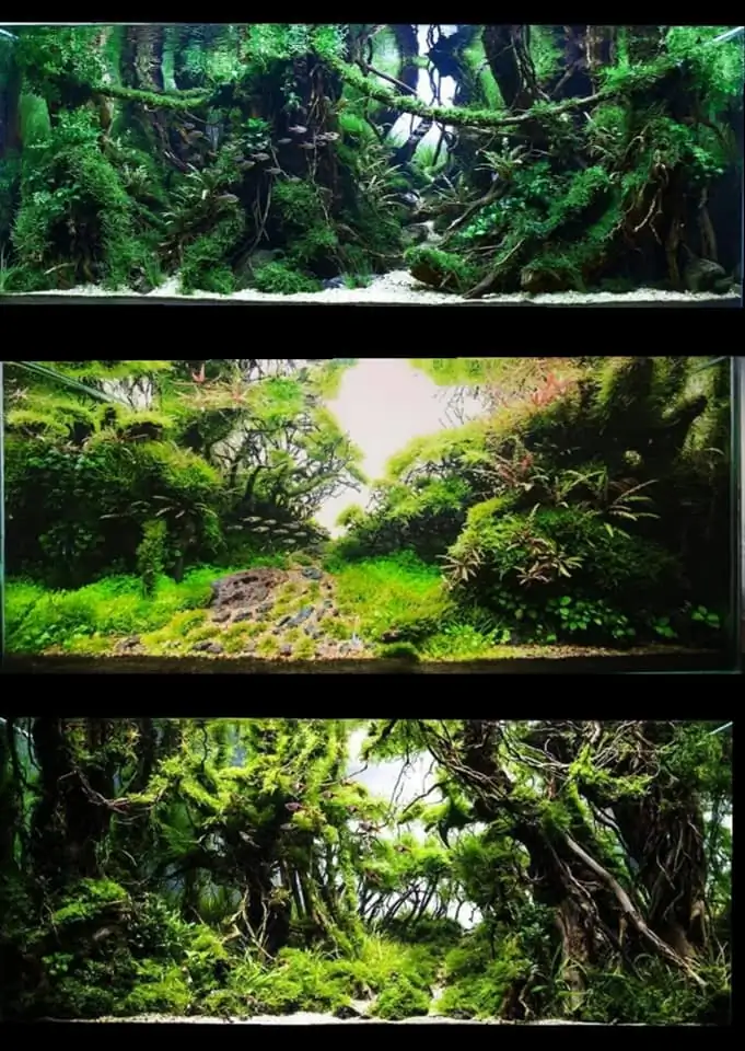 Introduction about Malaysia Aquascaping Introduction about Malaysia Aquascaping