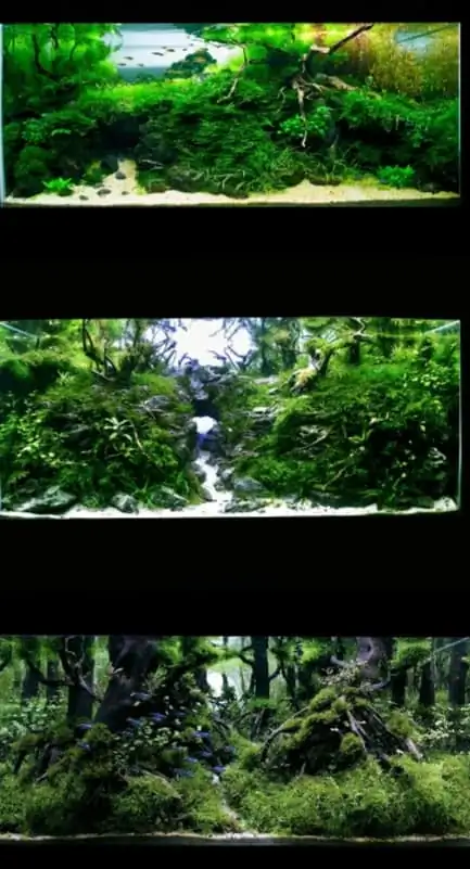 Introduction about Malaysia Aquascaping Introduction about Malaysia Aquascaping