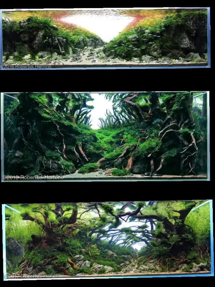 Introduction about Singapore Aquascaping 