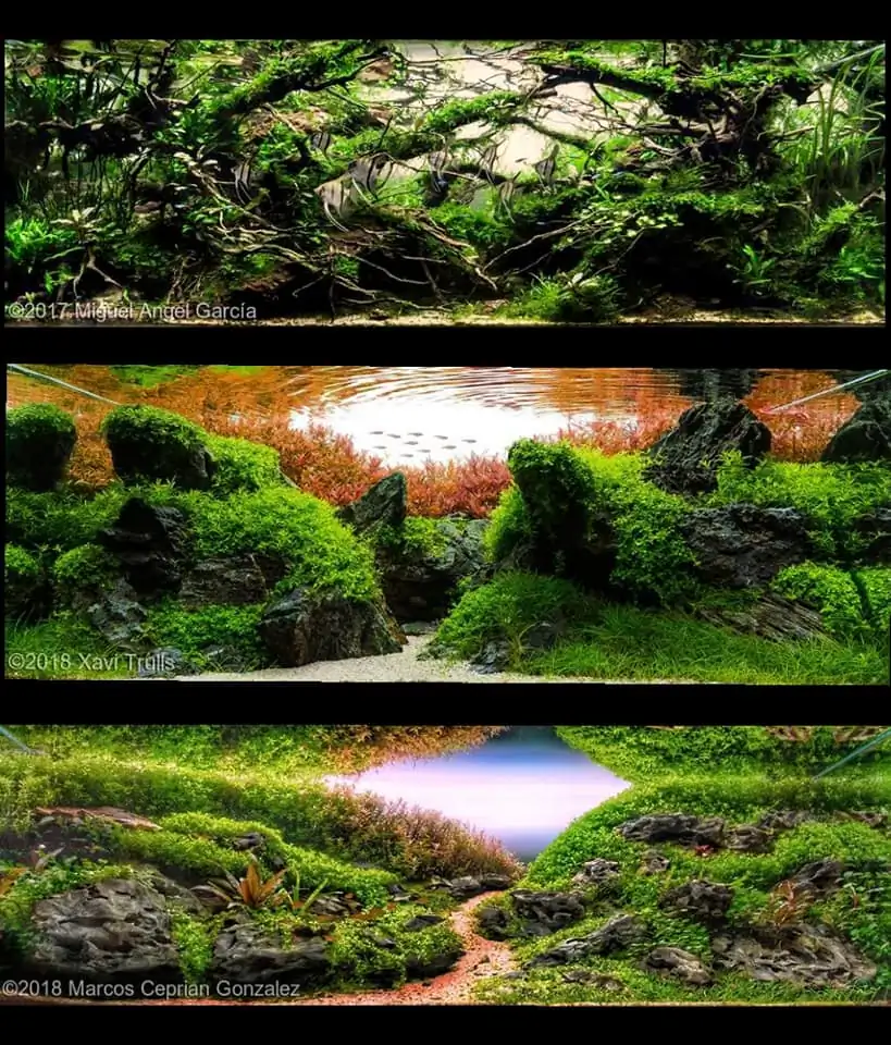 Introduction about Spain Aquascaping Introduction about Spain Aquascaping