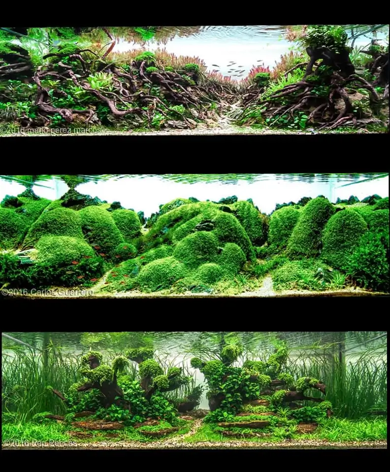 Introduction about Spain Aquascaping Introduction about Spain Aquascaping