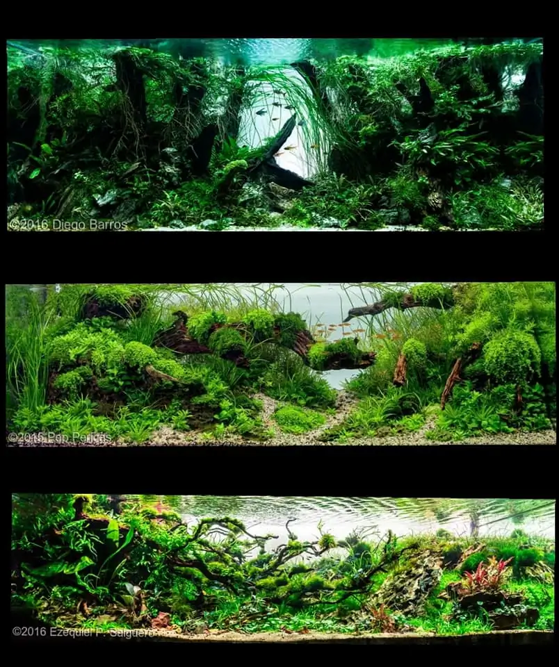 Introduction about Spain Aquascaping Introduction about Spain Aquascaping