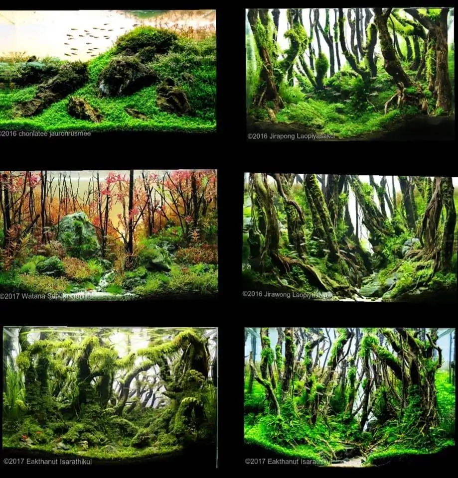 Introduction about ThaiLand Aquascaping 