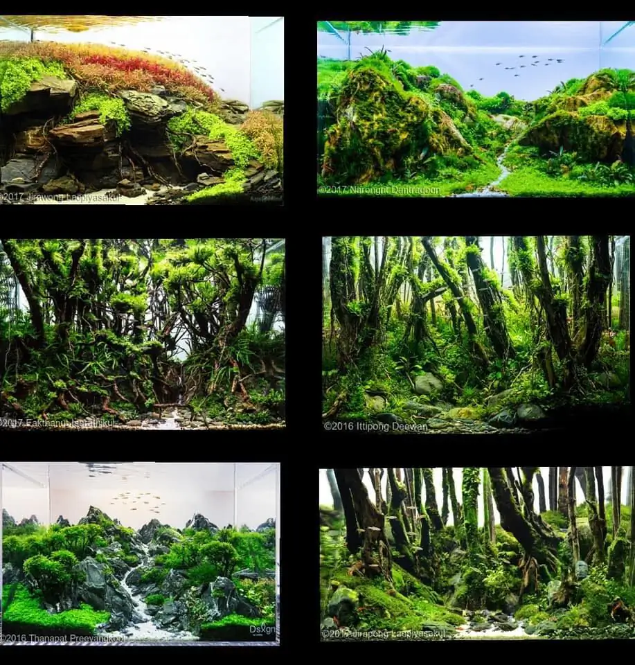 Introduction about ThaiLand Aquascaping 