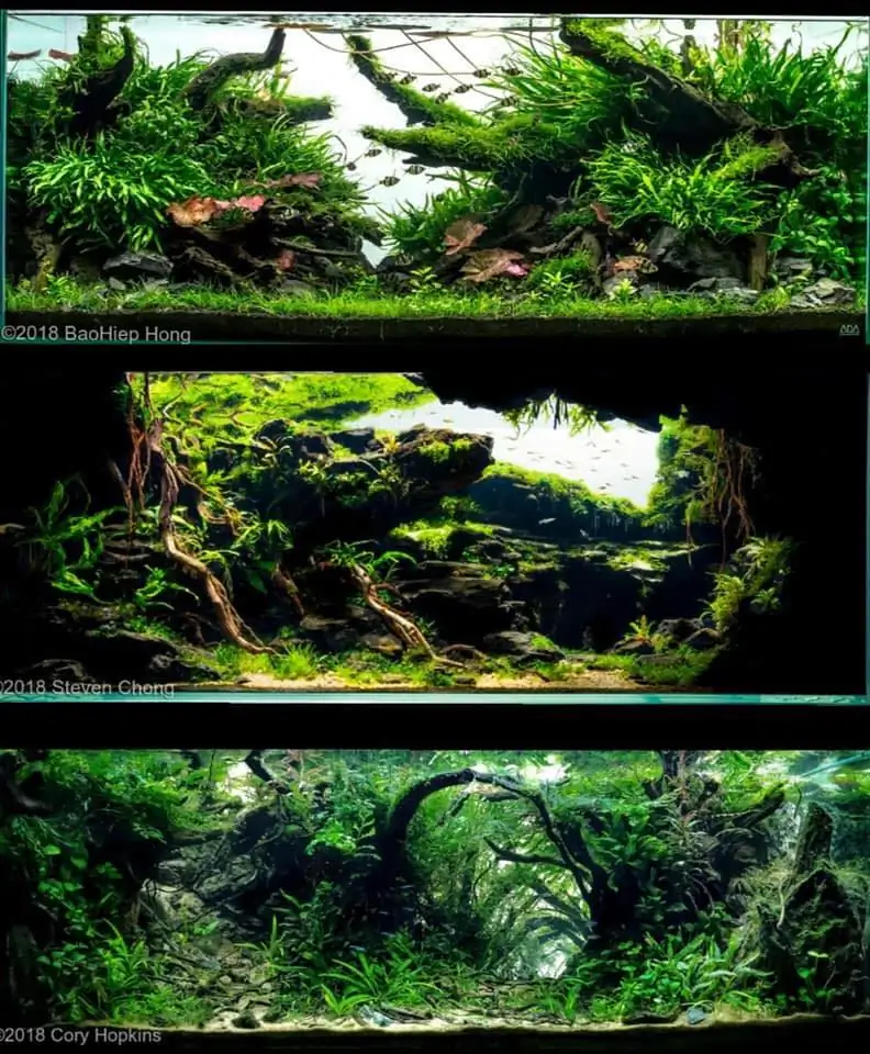 Introduction about USA Aquascaping Introduction about USA Aquascaping