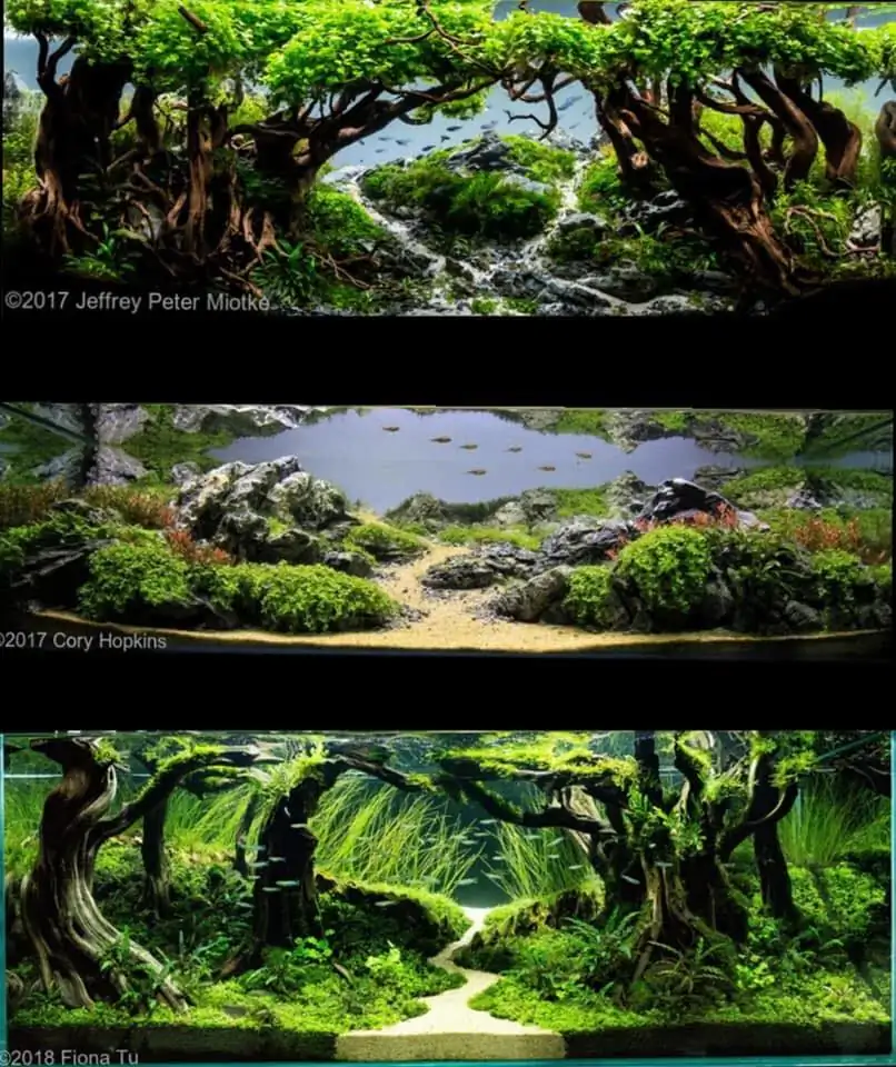 Introduction about USA Aquascaping Introduction about USA Aquascaping