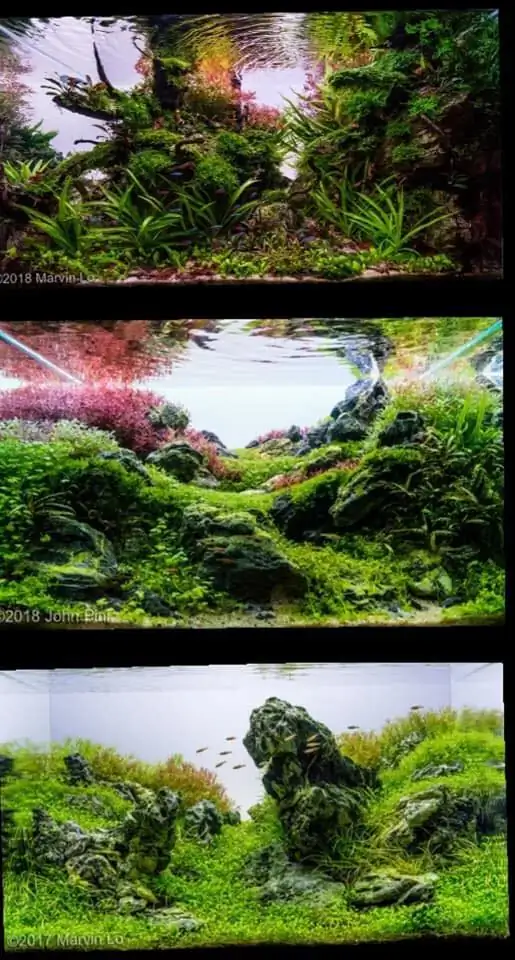 Introduction about USA Aquascaping Introduction about USA Aquascaping