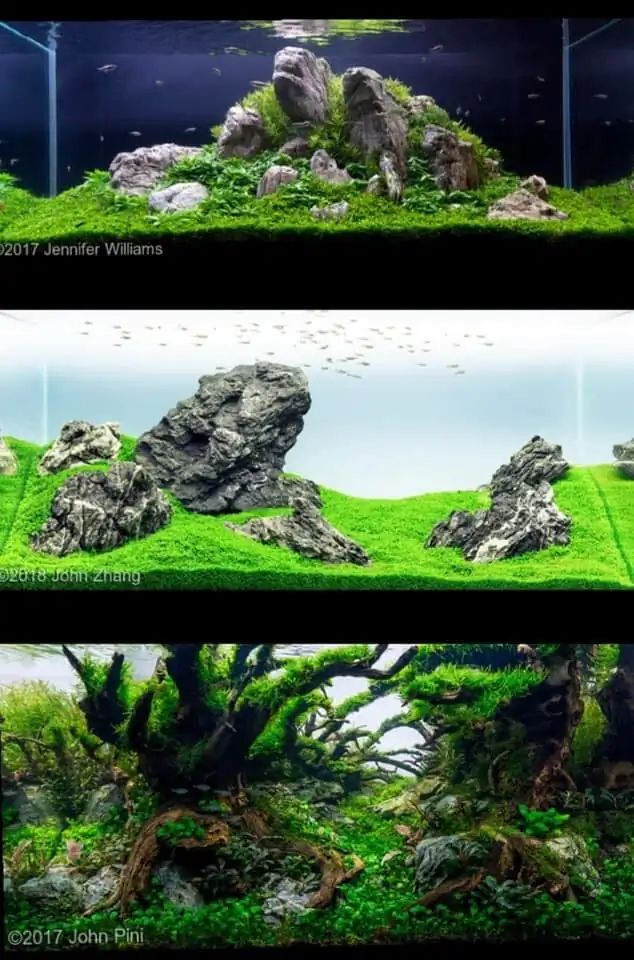 Introduction about USA Aquascaping Introduction about USA Aquascaping
