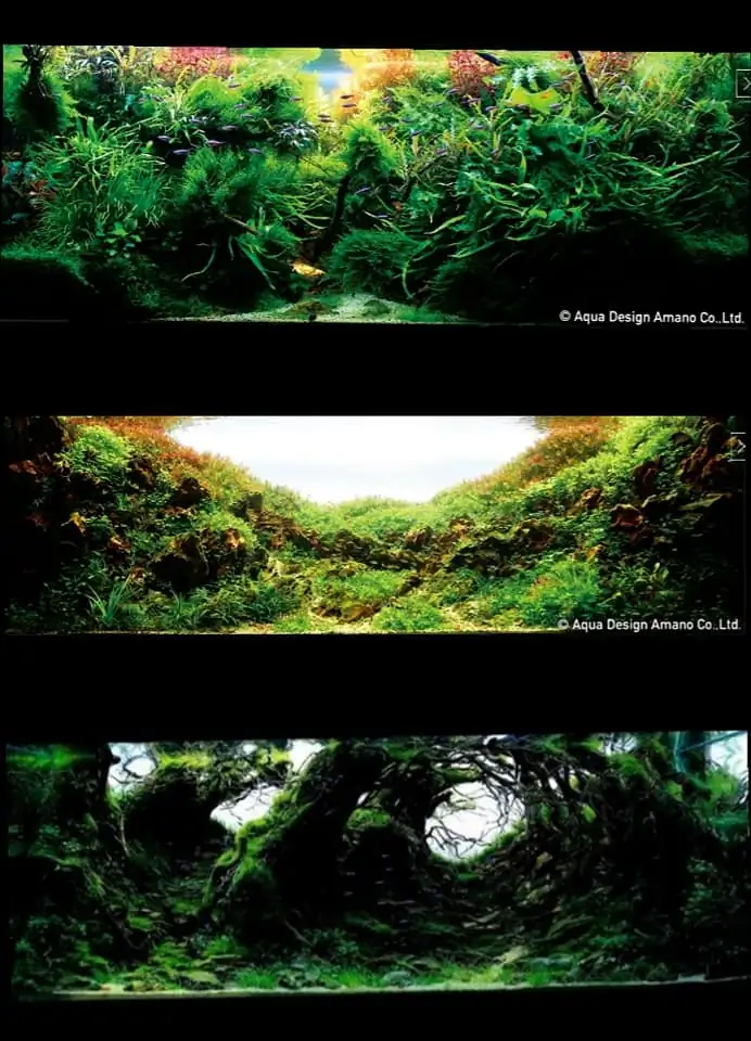 Introduction about VietNam Aquascaping 