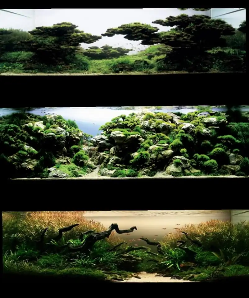 Introduction about VietNam Aquascaping 