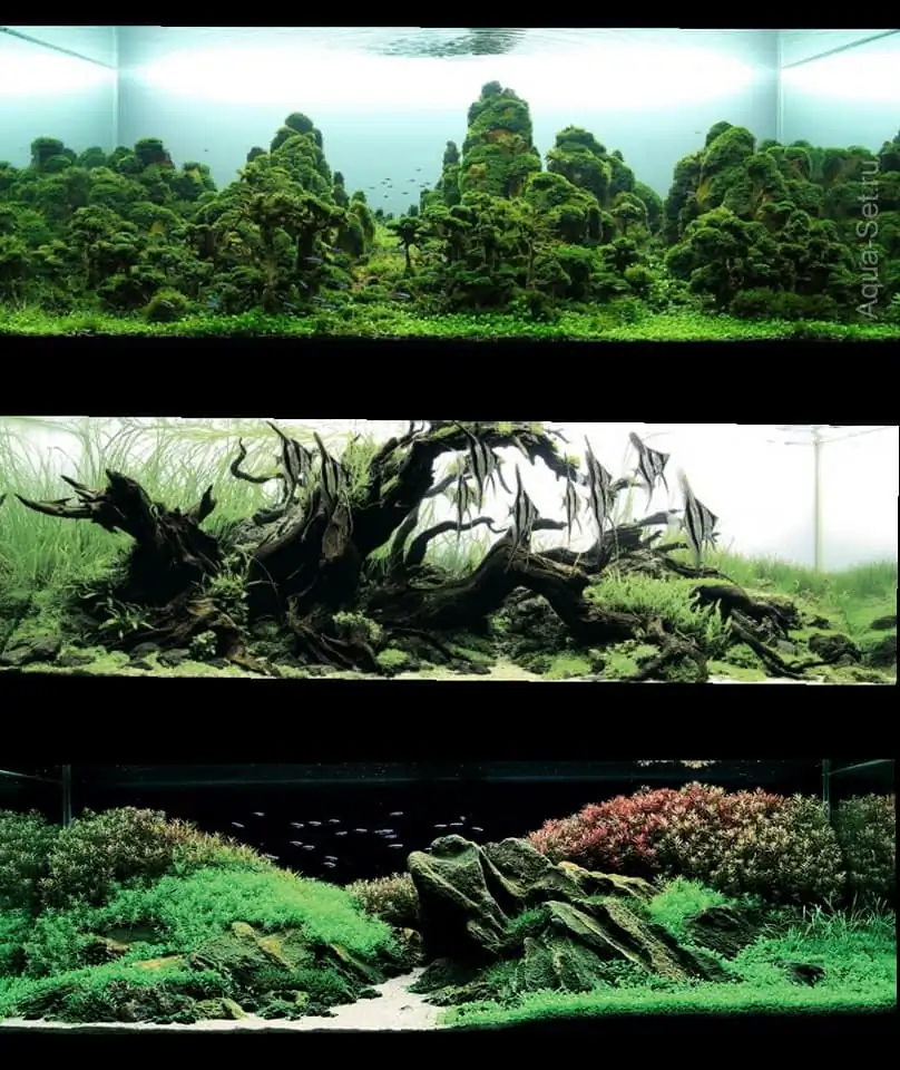 Introduction about VietNam Aquascaping 