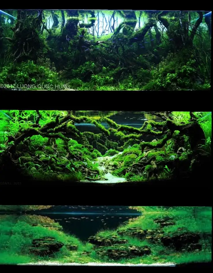 Introduction about VietNam Aquascaping 
