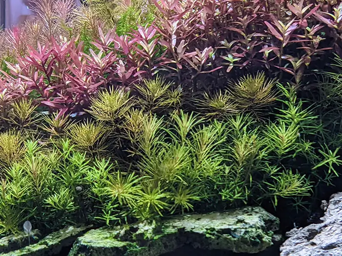 Conversation with Eri Watakushi - IAPLC 2022 Rank 11