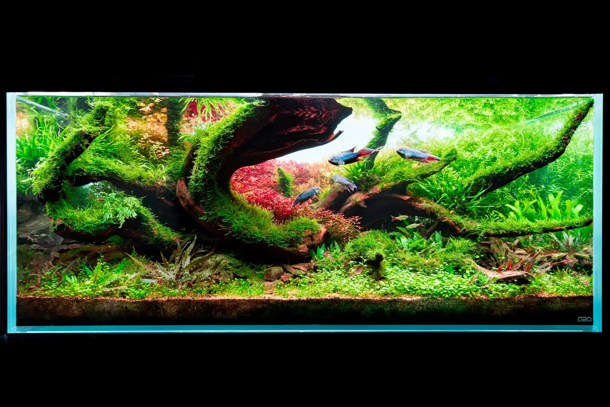 Recreation of natural habitat for fish