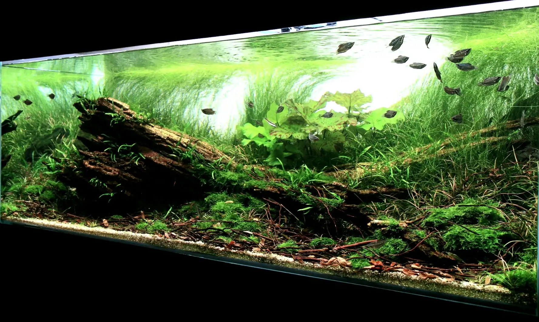 Some problem with fish in the Aquarium Contest