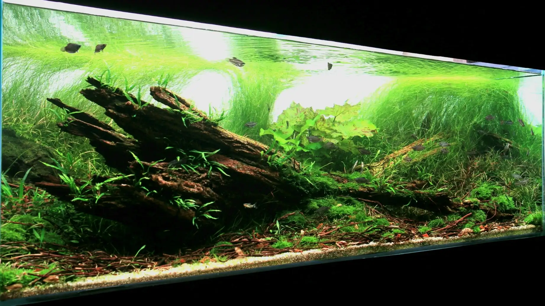 Some problem with fish in the Aquarium Contest
